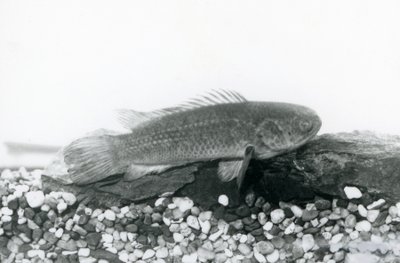 En klätterabborre vilar på stenar och grus i botten av sin tank, i vatten på London Zoo i september 1928 av Frederick William Bond
