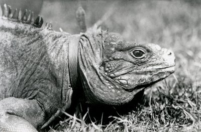En molnig stenleguan Methuselah, klädd i krage, går på en gräsmatta på London Zoo, juli 1924 av Frederick William Bond