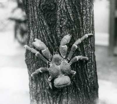 En CoconutRobber-krabba klättrar i ett träd, London Zoo, 1927 av Frederick William Bond