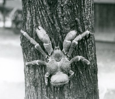 En kokosnötskrabba, eller rånarkrabba, klättrar i ett träd, London Zoo, juli 1927 av Frederick William Bond