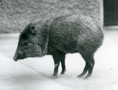 A Collared Peccary på London Zoo, 1927 av Frederick William Bond