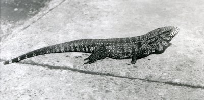 En CommonGoldGoldenBlackColumbian Tegu eller Tiger Lizard på London Zoo i augusti 1926 av Frederick William Bond