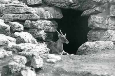 En vanlig eland vilar i ingången till sitt skydd bland klipporna i Eland/Antelope Paddock, London Zoo 1929 (s/v foto) av Frederick William Bond