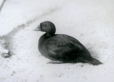 En skotare på London Zoo 1925 av Frederick William Bond
