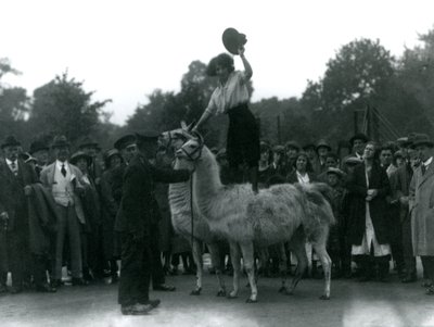 En Cowgirl står på två lamor under ett besök på London Zoo 1924 av Frederick William Bond