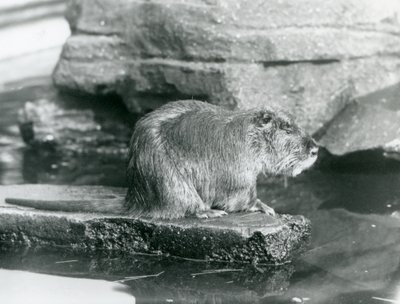 En Coypu sitter på en stenig avsats i en pool i dess inhägnad vid London Zoo, februari 1928 (s/v foto) av Frederick William Bond