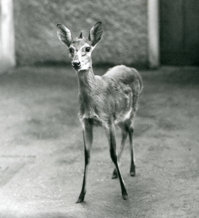 En Crowned Sahel West African Bush Duiker på London Zoo i augusti 1927 av Frederick William Bond