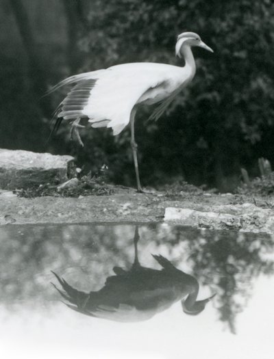 En Demoiselle Crane stående, på ett ben, med sin spegelliknande reflektion i poolen nedanför, London Zoo av Frederick William Bond