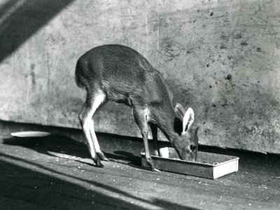 En Duiker som matar från en bricka på marken, London Zoo, juli 1925 av Frederick William Bond