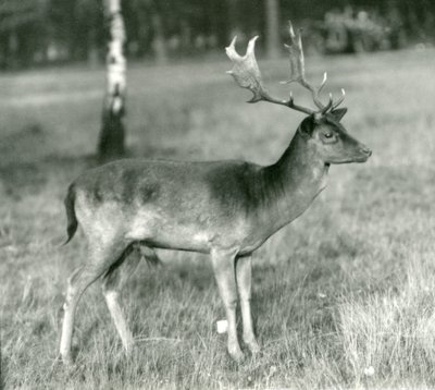 En dovhjortsbock på London Zoo i oktober 1924 av Frederick William Bond