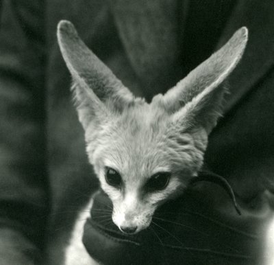 En Fennec Fox hålls runt halsen av en handskar, 1924 av Frederick William Bond