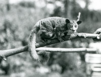 En Galago som går längs en gren som hålls av en djurhållare, London Zoo av Frederick William Bond