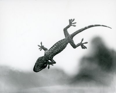 En gecko sedd underifrån när den klättrar på glas, visar sina specialiserade trampdynor, London Zoo, augusti 1928 (s/v foto) av Frederick William Bond
