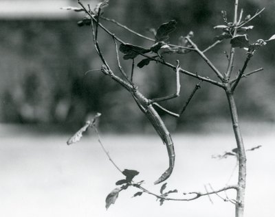 En jättepinnesekt kamouflerad på en kvist på London Zoo 1923 av Frederick William Bond