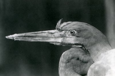 En Goliath Heron på London Zoo 1924 av Frederick William Bond