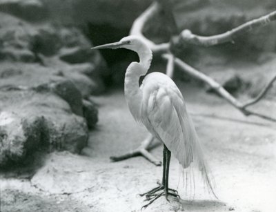 En Hägrar eller Great White Heron i häckande fjäderdräkt, stående på golvet i sin inhägnad vid London Zoo i juni 1928 av Frederick William Bond
