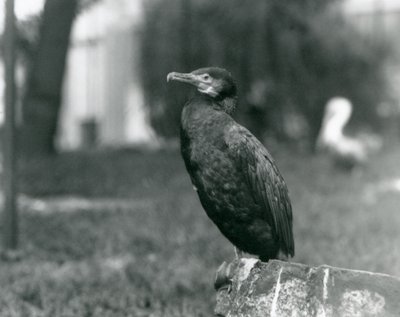 En storskarv på London Zoo i september 1927 av Frederick William Bond
