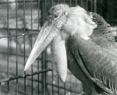 A Greater Adjutant Stork på London Zoo i juli 1925 av Frederick William Bond