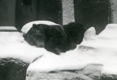 En grizzlybjörn som sover i snön, London Zoo, 1924 av Frederick William Bond
