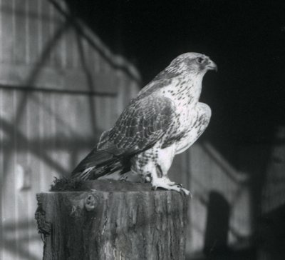 En Gyrfalcon vilande på en stock, London Zoo, december 1925 av Frederick William Bond
