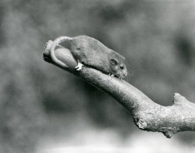 En Hassel/Common Dormouse på en gren, London Zoo av Frederick William Bond