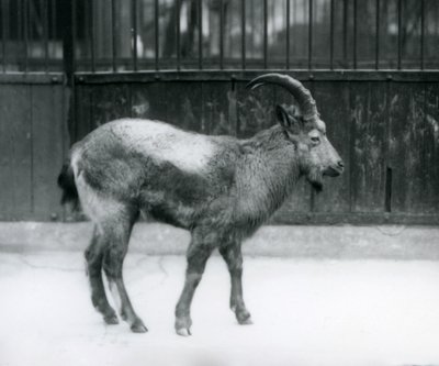 En stenbock från Himalaya som står på London Zoo, 1927 av Frederick William Bond