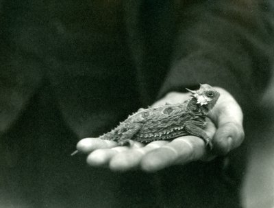 En hornödla vilar i sin vårdnadshavares hand, London Zoo, april 1923 (svart foto). av Frederick William Bond