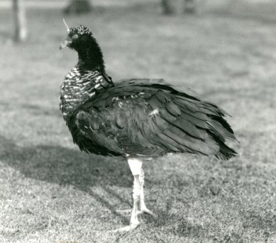 En Horned Screamer som står på gräs på London Zoo i september 1927 av Frederick William Bond