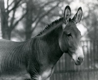 En hybridzebra på London Zoo i juli 1924 av Frederick William Bond