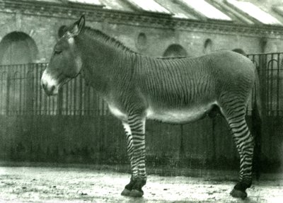 En hybridzebra i sin inhägnad vid London Zoo, 1924 (bw-foto) av Frederick William Bond