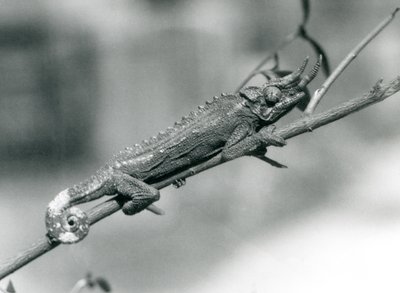 En Jacksons kameleont som håller i en filial, London Zoo, augusti 1926 av Frederick William Bond