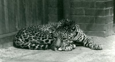 En Jaguar vilar på London Zoo i juni 1924 av Frederick William Bond