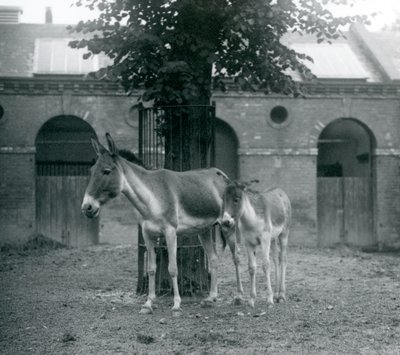 En KiangTibetan Wild AssKhyangGorkhar och hennes föl står under ett träd i deras hage, London Zoo, augusti 1927 av Frederick William Bond