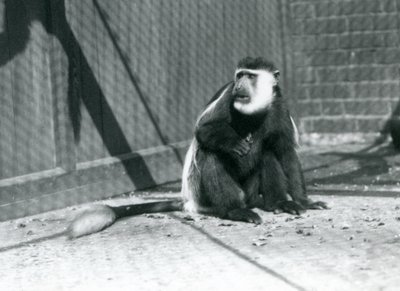 En kikuyu svart-vit Colobus-apa som sitter i sitt inhägnad på London Zoo i juli 1925 av Frederick William Bond