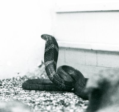 A King Cobra Hamadryad på London Zoo, oktober 1925 av Frederick William Bond