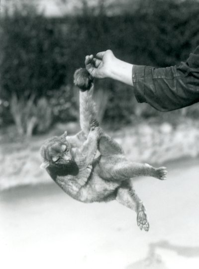 En Kinkajou upphängd från ett målvaktsfinger i sin gripsvans, London Zoo, september 1925 av Frederick William Bond