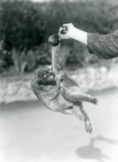 En Kinkajou upphängd från ett målvaktsfinger i sin gripsvans, London Zoo, september 1925 av Frederick William Bond