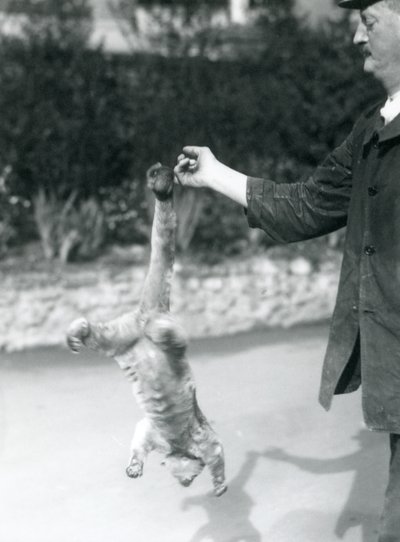 En Kinkajou hängd upp och ned, från ett målvaktsfinger, vid sin gripsvans, London Zoo, september 1925 av Frederick William Bond