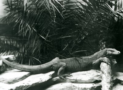 En Komodo DragonMonitor vilar sin nacke och framben mot en stock på London Zoo i juni 1927 av Frederick William Bond