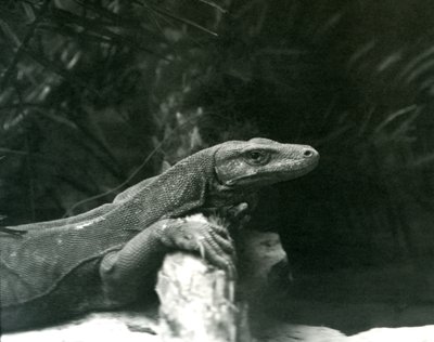 En Komodo DragonMonitor vilar sin nacke och framben mot en stock på London Zoo i juni 1927 av Frederick William Bond