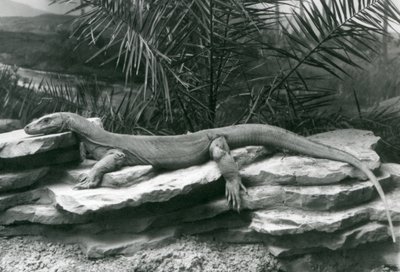 En Komodo Dragon Monitor vilande på en stenig vägg på London Zoo 1927 av Frederick William Bond