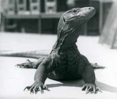 En Komodo-drake på London Zoo, augusti 1928 av Frederick William Bond