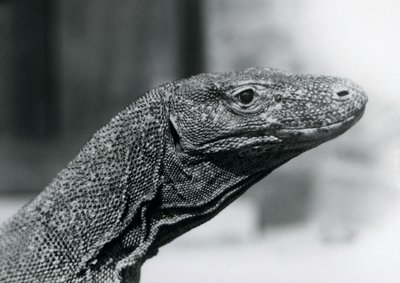 En komododrake på London Zoo i augusti 1928 (s/v foto) av Frederick William Bond