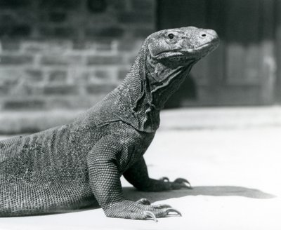 En komododrake på London Zoo i augusti 1928 (s/v foto) av Frederick William Bond