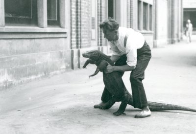 En Komodo Dragon holdes op på bagbenene af en målmand i London Zoo i august 1928 (s/h foto) av Frederick William Bond
