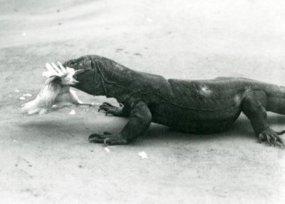 En Komodo-drake som äter en kyckling, London Zoo av Frederick William Bond