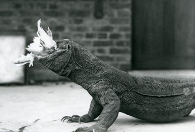 En komododrake som äter en kyckling på London Zoo augusti 1928 (s/v foto) av Frederick William Bond