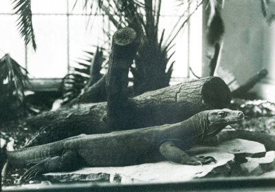 En komododrake i reptilhuset på London Zoo i augusti 1928 (s/v foto) av Frederick William Bond