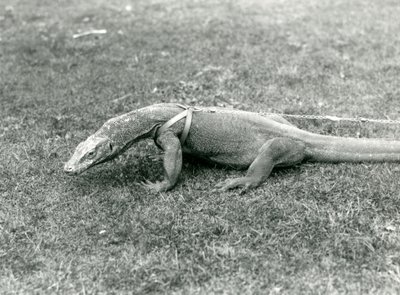 En komododrake ute på promenad på en gräsmatta, iklädd sele och koppel (s/v foto) av Frederick William Bond