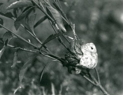 En eremitkrabba som klättrar på en liten gren, London Zoo av Frederick William Bond